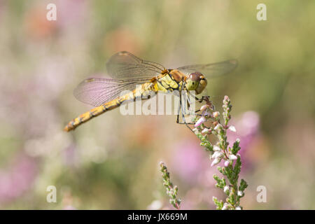 Sympetrum striolatum, dard commun, femme, Sussex, Royaume-Uni, août, sur la bruyère, Ling, Calluna vulgaris, Banque D'Images