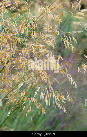 Stipa gigantea 'Gold Fontaene' . L'avoine d'or. En juillet l'herbe plumes géant UK Banque D'Images