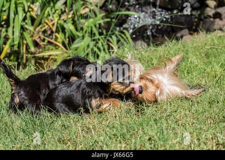 Trois verre d'Yorkshire Terrier chiots, deux infirmières et un baiser de sa mère sur une pelouse, à Issaquah, Washington, USA Banque D'Images