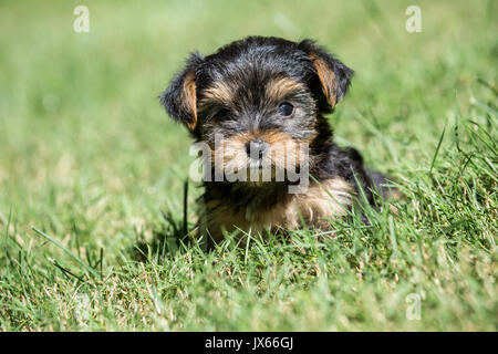 Mignon petit chiot Yorkshire Terrier aux prises avec son premier voyage à l'extérieur sur une pelouse, à Issaquah, Washington, USA Banque D'Images