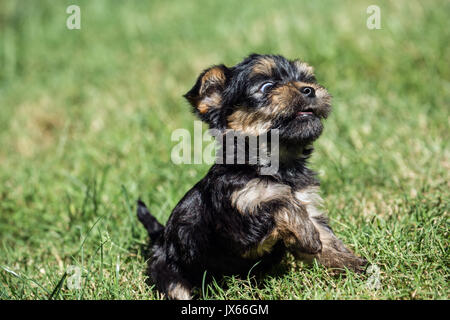 Drôle, petit chiot Yorkshire Terrier aux prises avec son premier voyage à l'extérieur sur une pelouse, à Issaquah, Washington, USA Banque D'Images