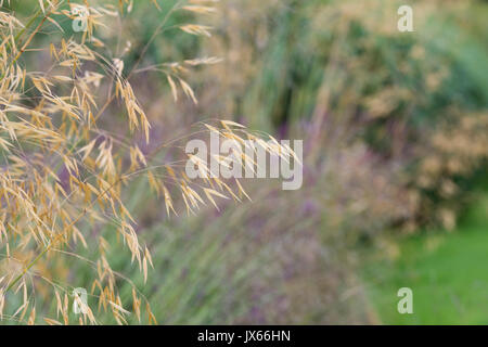 Stipa gigantea 'Gold Fontaene' . L'avoine d'or. En juillet l'herbe plumes géant UK Banque D'Images