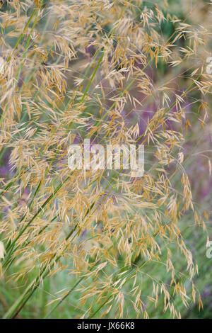 Stipa gigantea 'Gold Fontaene' . L'avoine d'or. En juillet l'herbe plumes géant UK Banque D'Images