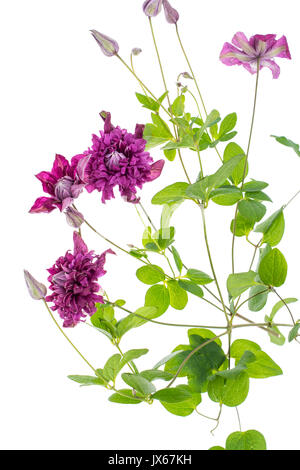 Clématites fleur sur blanc. Studio Photo Banque D'Images