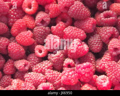 Beaucoup de framboises. Les fruits mûrs. La récolte. Macro. Banque D'Images