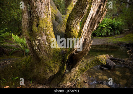 Vieil arbre dans la forêt pluviale tempérée de Tasmanie. Banque D'Images