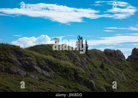 Randonnées sur le Nagelfluhkette dans les Alpes allemandes sur un dimanche après-midi Banque D'Images