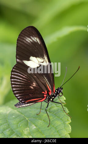 Papillon facteur (Heliconius melpomene) sur les fleurs, gros plan Banque D'Images
