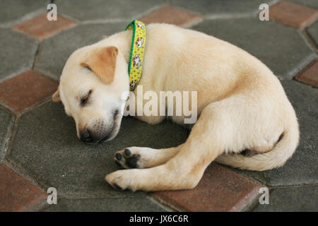 Petit chiot chien dormir sur sol en ciment Banque D'Images