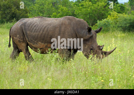 Rhinocéros blanc, Kruger National Park, Afrique du Sud Banque D'Images