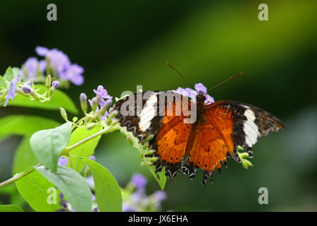 Chrysope rouge papillon, Sentosa, Singapour Banque D'Images