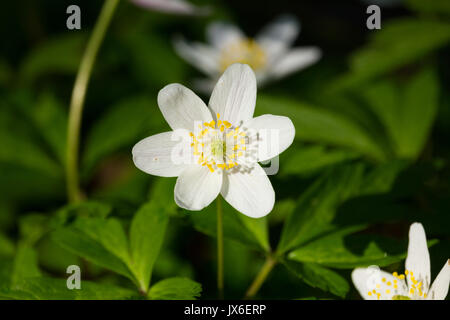 Seul l'Anémone des bois fleur dans une forêt anglaise au printemps Banque D'Images