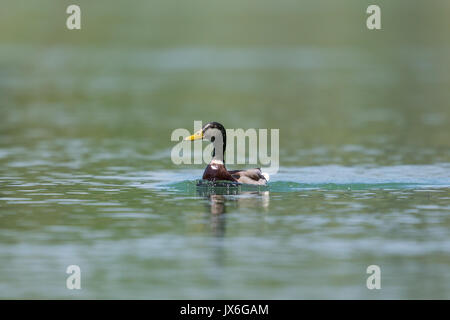 Portrait homme canard colvert (Anas platyrhynchos) Nager dans l'eau verte Banque D'Images