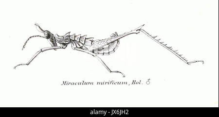 Genera Insectorum Miraculum mirificum Banque D'Images