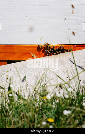 Les ruchers et les abeilles Banque D'Images
