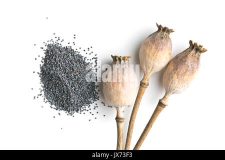 Têtes de pavot séchées et graines isolé sur fond blanc. Le pavot bleu. Banque D'Images