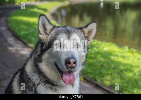 Malamute d'Alaska à la recherche alerte et prêt à aller Banque D'Images