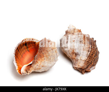 Trois obus de rapana venosa. Isolé sur fond blanc. Banque D'Images