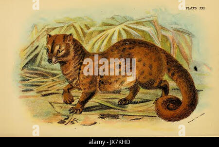 Lydekker Palm Civet commun Banque D'Images