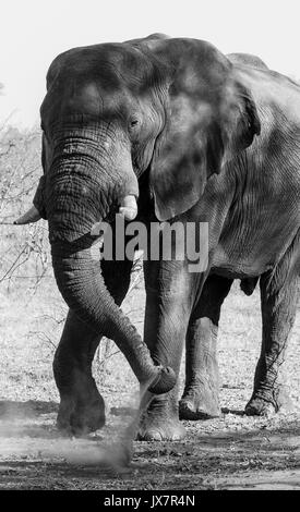 L'éléphant d'Afrique, Loxodonta africana, à la réserve faunique de Linyanti dans le nord du Botswana. Banque D'Images