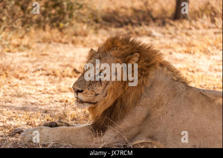 L'African Lion, Panthera leo, dans la réserve de Sabi Sand à MalaMala, Afrique du Sud. Banque D'Images