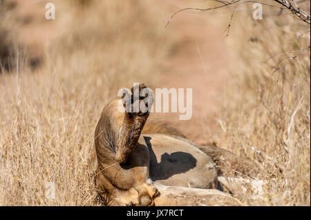 Pied de l'African Lion, Panthera leo, dans la réserve de Sabi Sand à MalaMala, Afrique du Sud. Banque D'Images