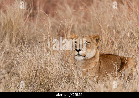 L'African Lion, Panthera leo, dans la réserve de Sabi Sand à MalaMala en Afrique du Sud. Banque D'Images