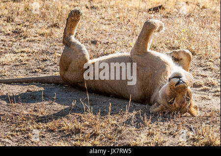 L'African Lion, Panthera leo, dans la réserve de Sabi Sand à MalaMala, Afrique du Sud. Banque D'Images