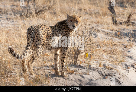 Le guépard, Acinonyx jubatus, dans la réserve faunique de Linyanti dans le nord du Botswana. Banque D'Images