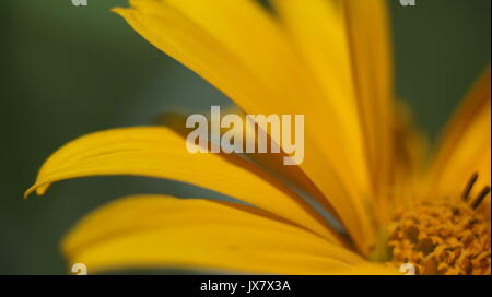 Close up cône jaune fleur fleur dans le jardin Banque D'Images