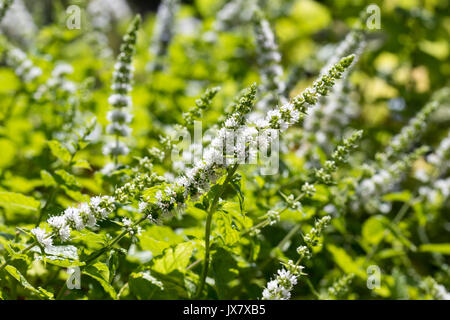 La menthe poivrée en fleurs plante poussant dans le jardin Banque D'Images