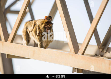 Une femelle macaque de Barbarie marche à travers une structure d'acier avec un bébé âgé d'un an à ses macaques retour à Gibraltar. Banque D'Images