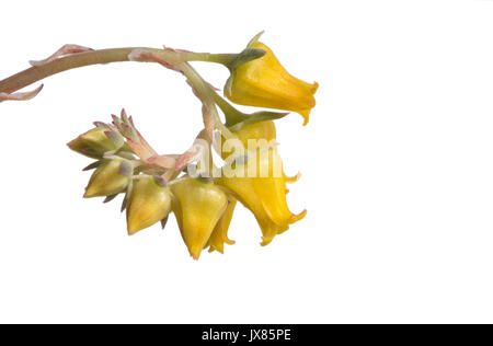 Echeverias eau de fleur jaune en spirale, en fleurs, sur fond blanc, isolé. Banque D'Images