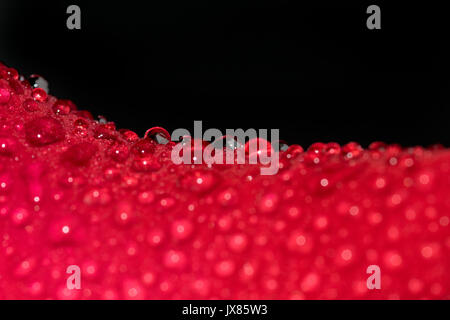 Les petites gouttelettes d'eau de pluie sur un pétale de rose rouge, avec un fond noir, la texture et le motif Banque D'Images