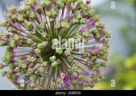 Alium Close-up Banque D'Images