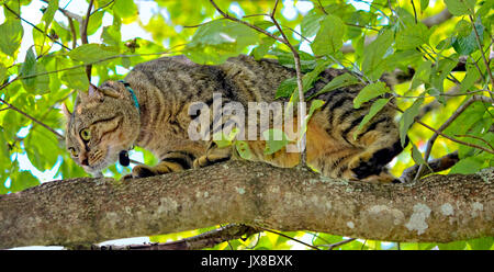 Une belle Highland Lynx chat sur la branche d'un arbre à regarder les oiseaux. Banque D'Images