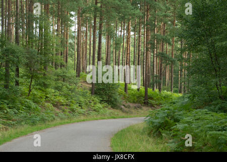 Paysage boisé à Bourne de bois, près de Farnham, dans le Surrey, au Royaume-Uni. La Commission forestière le bois est utilisé comme lieu de tournage. Banque D'Images