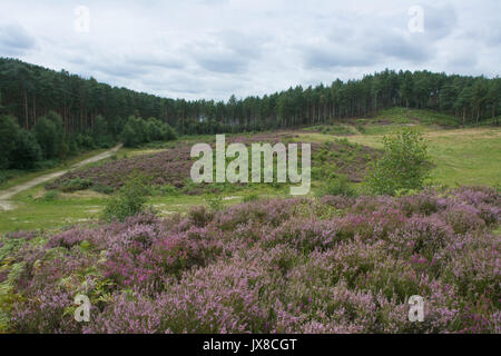 Paysage de lande Bourne au bois, près de la région de Surrey, UK. La Commission forestière le bois est utilisé comme lieu de tournage. Banque D'Images