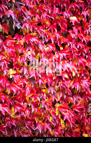La gloire de l'automne - Lierre écarlate poussant sur un cottage dans un village - campagne anglaise. Banque D'Images