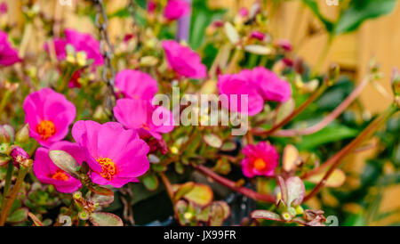 Pourpier à fleurs rouge rio grand couvre-sol en pleine floraison d'été. Banque D'Images