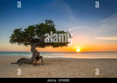 Divi-divi tree sur Eagle Beach. Le célèbre arbre Divi Divi Aruba le compas est naturel, toujours orienté dans une direction sud-ouest en raison de l'échange win Banque D'Images