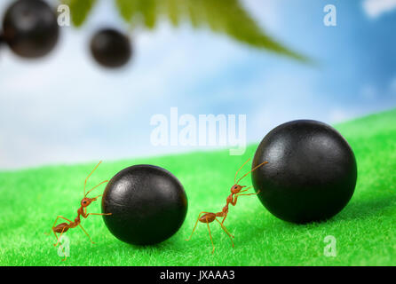 Fourmis transportant de la nourriture ensemble, le travail d'équipe concept Banque D'Images