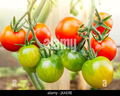 Cerise tomate mûre prêts à prendre, ferme de délicieuses tomates rouges Banque D'Images