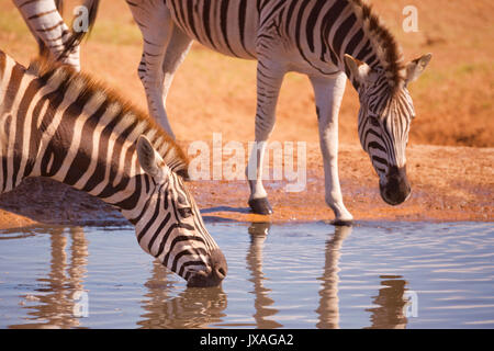 Le zèbre de Burchell's boire à un étang à Addo Elephant National Park en Afrique du Sud. Banque D'Images