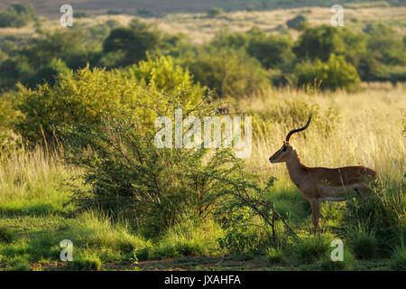 Impala, Pilanesberg National Park, Afrique du Sud Banque D'Images