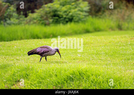 Ibis hagedash, Sun City, Afrique du Sud Banque D'Images