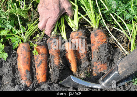 Farmer's hands carottes biologiques frais de préparation dans le domaine Banque D'Images