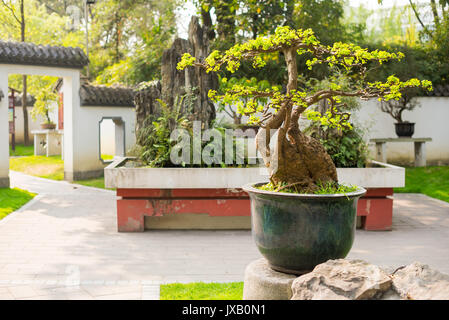 Bonsai arbres dans un parc de Chengdu Banque D'Images