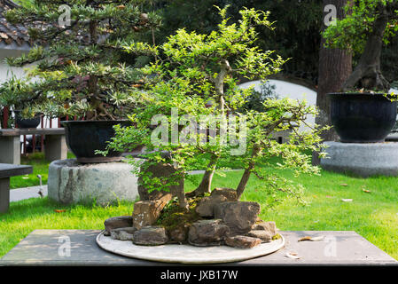 Bonsai arbre dans un parc de Chengdu Banque D'Images