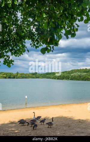 Canards sur la plage de sable de l'ruislip lido lake, Londres Banque D'Images